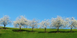 Kirschbäume 